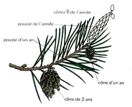 Rameau de pin et position des cônes d'après Margot et Jaccottet