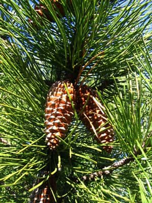 <em>Pinus pinaster</em> pin maritime © Académie de Lyon