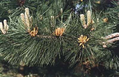 Pinus nigra ©crdp Besançon