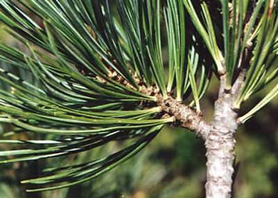 Pinus cembro © crdp Besançon