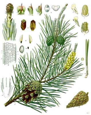 <em>Pinus sylvestris</em> © Wikipedia