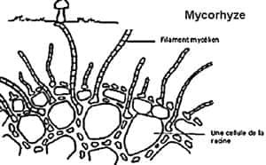Mycorhizes.