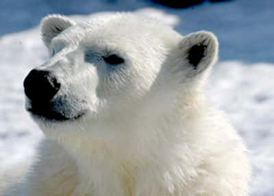 Les poils de l'ours blanc, un véritable camouflage adapté à l'Arctique.