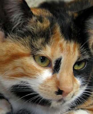 Le pelage tricolore de cette chatte, une particularité génétique.