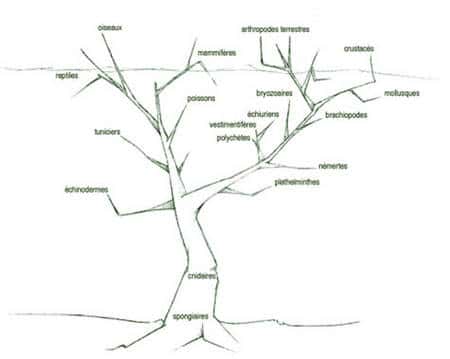 Une représentation schématique de la biodiversité animale peut être illustrée par cet arbre de Cuénot. Ce schéma, qui n’est actuellement plus utilisé par les biologistes, est en revanche employé par les chimistes pour situer les organismes sur lesquels ils travaillent. © : J. Diana