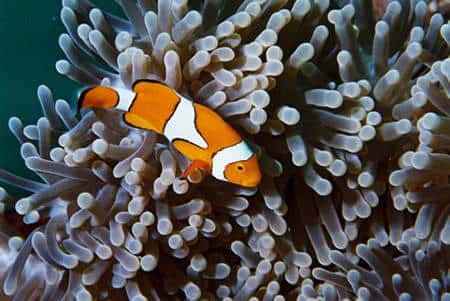 Les larves des poissons clown sont capables de repérer les anémones dans lesquelles ils vivent à plusieurs mètres de distance. © : S. Planes