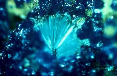Azurite. © Lou Perloff - Photo <em>Atlas of Minerals</em>