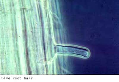   Les poils absorbants de la racine sont produits dans la zone pilifère. © DR