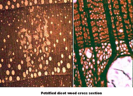 À gauche : dicotylédone bois pétrifié. À droite : détail Petrified wood dicotylédone. © DR