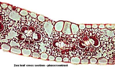 Anatomie d'une feuille monocotylédone. © DR