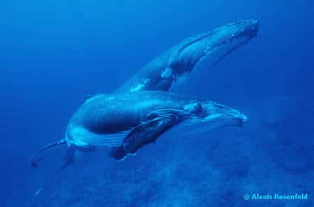 Baleine à bosse, cétacé. Une mère et son petit s'élèvent au-dessus des fonds coralliens qui bordent l'île de Rurutu. © Alexis Rosenfeld, Tous droits réservés
