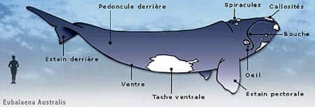 Anatomie externe de la baleine franche australe, <em>Eubalaena australis, </em>un cétacé. © Wikipedia
