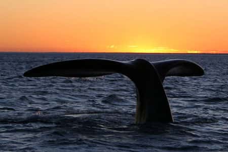 La baleine franche australe est un cétacé mysticète. © Wikipedia