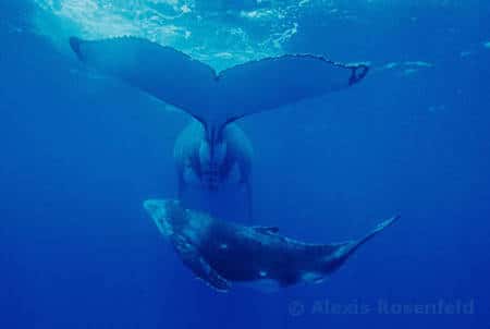 Baleine à bosse (Polynesie francaise, île de Rurutu - <em>Megaptera novaeangliae</em>), Mère et son petit.  Pendant toute la première année de sa vie le baleineau et sa mère restent absolument inséparables : elle fait preuve d'une attention constante, depuis le jour de sa naissance, elle doit aider son petit à regagner la surface pour sa premiere respiration. Jusqu'à ce que le baleineau soit sevré, elle le nourrit, le guide, le surveille sans relâche. Et si elle l'autorise à nous rejoindre en surface pour une serie de cabrioles, il doit sans tarder la rejoindre dès qu'elle a decidé de reprendre sa route. Les baleiniers profitaient autrefois de cet attachement sans faille : ils capturaient d'abord le petit, et la mère incapable d'abandonner son baleineau se laissait attraper sans même chercher à s'echapper. © Alexis Rosenfeld, Tous droits réservés