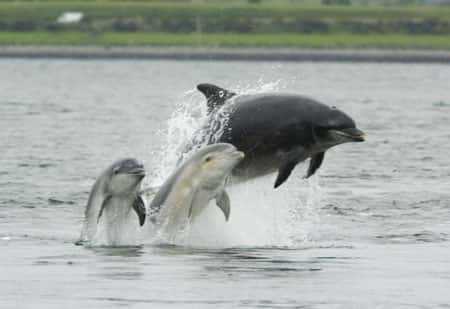 <em>Tursiops bottlenose,</em> dauphin avec ses petits. © wikipédia