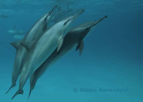 Mer Rouge - Region de Marsa Alam - Dauphin a long bec (<em>Stenella longirostris</em>) a Shaab Samaday. Ces dauphins peuvent mesurer 2,20 m et peser 75 kg, ils sont caracterisés par leur long rostre et leur corps fin. Ils se nourrissent de petits poissons et de calmars. On les trouve dans toutes les mers tropicales et subtropicales, en troupeaux de 25 à plusieurs centaines d'individus. © <a href="http://www.photoceans.com/publication/accueil.asp?langue=fr" target="_blank">Alexis Rosenfeld</a> - Tous droits réservés 