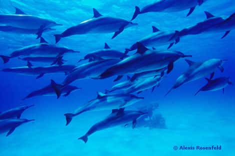 Mer Rouge - Region de Marsa Alam - Dauphin a long bec (<em>Stenella longirostris</em>) à Shaab Samaday. Ces dauphins peuvent mesurer 2,20 et peser 75 kg, on les reconnaît par leur long rostre et leur corps fin. Ils se nourrissent de petits poissons et de calmars. On les trouve dans toutes les mers tropicales et subtropicales, en troupeaux de 25 à plusieurs centaines d'individus. Très sociables et joueurs, les dauphins de Shaab Samaday laissent les baigneurs les approcher, et parfois les toucher. © <a href="http://www.photoceans.com/publication/accueil.asp?langue=fr" target="_blank">Alexis Rosenfeld</a> - Tous droits réservés 