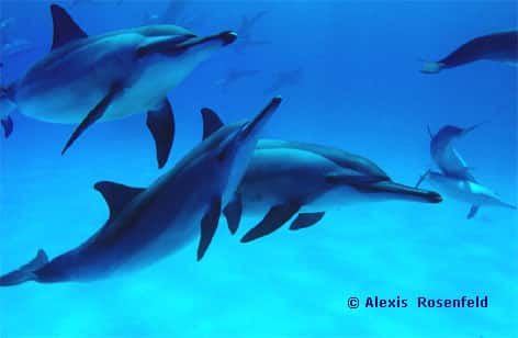 Le <em>Stenella longirostris</em>, dauphin à long bec, est présent dans toutes les mers chaudes du monde, sous forme en fait de cinq sous-espèces. Ce dauphin est caractérisé par une silhouette fuselée terminée par un long rostre fin. Il mesure entre 1,60 et 2,20 m, et pèse entre 60 et 90 kg. Il vit en groupes souvent importants, qui peuvent rassembler plusieurs centaines d’individus. Il se nourrit de poissons et de calmars. C’est un animal qui se montre particulièrement joueur et peu farouche vis à vis de l’Homme, dès qu’il en a fait l’expérience. Il vit jusqu’à environ 35 ans. © <a href="http://www.photoceans.com/publication/accueil.asp?langue=fr" target="_blank">Alexis Rosenfeld</a> - Tous droits réservés