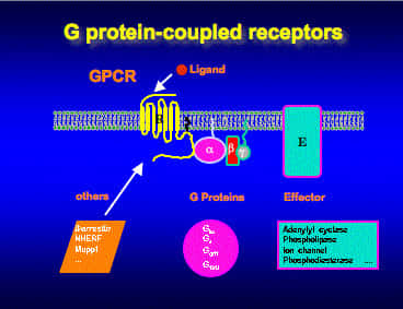 Les récepteurs couplés aux protéines G