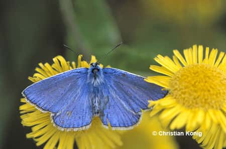 Un magnifique papillon bleu appelé Azuré de la bugrane. © Christian Konig - Tous droits réservés