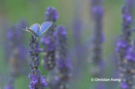 Le demi argus est également un papillon bleu. © Christian Konig - Tous droits réservés