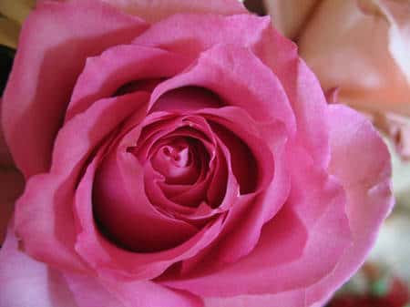 Il existe plusieurs sortes de roses qui portent des noms différents. © AB - Tous droits réservés