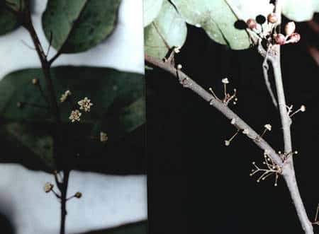 <em>Amborella trichopoda</em>, espèce considérée comme la plus primitive des plantes à fleurs actuelles. Arbustive et dioïque, elle est endémique de Nouvelle-Calédonie ; c’est l’espèce unique d’un genre unique de la famille des Amborellacées. © Christian Dumas - Tous droits réservés