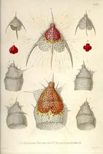 Illustration de radiolaires décrits par Haeckel. Planche VIII extraite de Haeckel 1862.