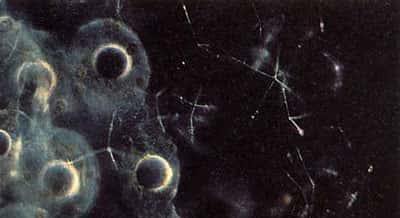 Colonie de radiolaires (<em>Sphaerozoum punctatum). </em>On distingue les capsules centrales et leur noyau interne entre lesquels sont dispersées des algues symbiotiques : les zooxanthelles (en vert-jaune) et des squelettes siliceux - partie droite de la photo, spicules tétraédriques. Diamètre des capsules centrales : 20 µm environ. © N. Swanberg