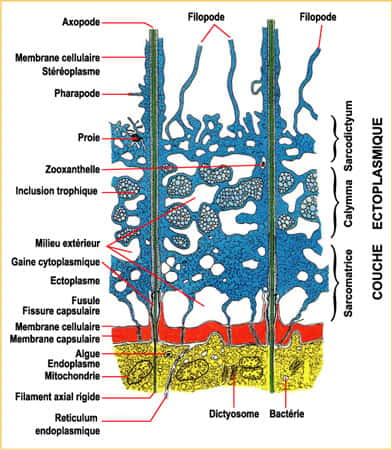 (1) la sarcomatrice, fine, zone interne, de cytoplasme granuleux, pigments, en connexion avec la partie externe de l'endoplasme au travers des fusules. Les pseudopodes s'individualisent aux dépens de cette zone. (2) la calymma, zone médiane formée de cytoplasme gélatineux, caractérisée par l'abondance de vacuoles digestives et d'alvéoles (vacuoles ouvertes sur le milieu extérieur). Cette calymma est souvent colorée par les inclusions et symbiontes (zooxanthelles). (3) le sarcodictyum, couche fine de cytoplasme réticulé collé à la paroi externe.