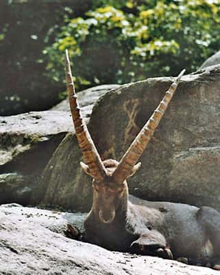 <em> Alpine ibex, </em>un bouquetin des Alpes<em>.</em> © Wikipedia, domaine public