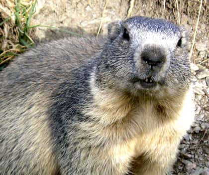 Possible rencontre avec<em> Marmota marmota, </em>la marmotte des Alpes.<em> ©</em> Domaine public