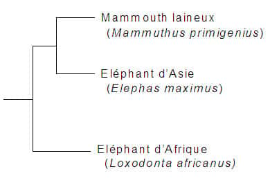 Éléphants phylogénie.