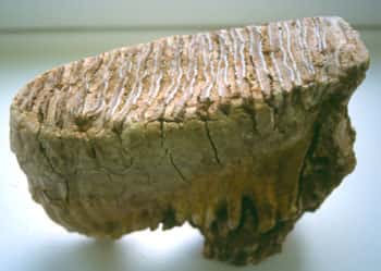 Molaire inférieure de mammouth. © Pierre-Elie Moullé, Musée du Mans
