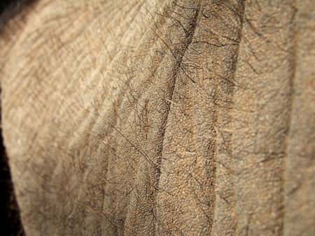 Détail de peau d'éléphant. © Fortes, Flickr - Licence Creative Common (By-nc-sa 2.0)