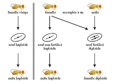 Figure 3 : Explication schématique de la capacité des femelles parasitoïdes à choisir le sexe de leurs descendants grâce à la parthénogénèse dire « arrhénotoque ».