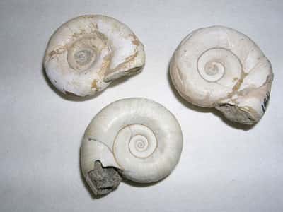 Fossiles de gastéropodes. © Coretus Miocène. DR
