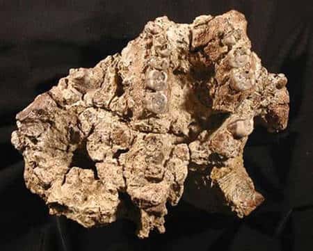 Le maxillaire supérieur du fossile Sangiran 27, dôme de Sangiran. © Semenanjung, MQPI