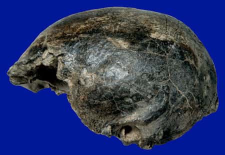 <em>Homo erectus</em> tardif de Sambungmacan (Java est). © Semenanjung, MQPI