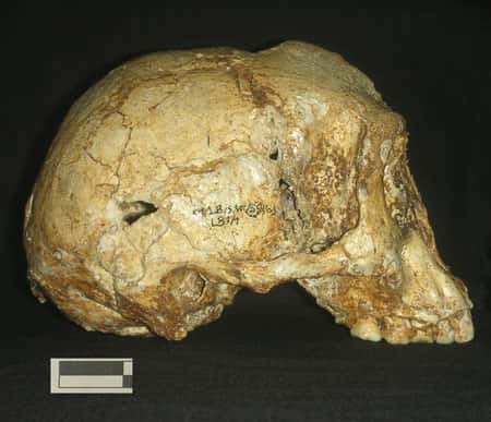 Le fossile humain de Florès. © H. Widianto