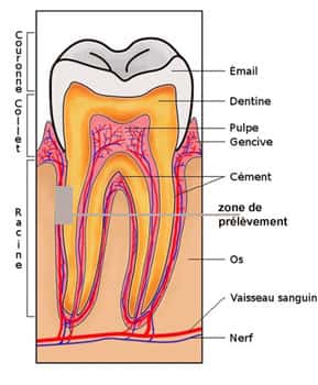 Section de dent (humaine, mais la transposition est facile) © Wikipedia