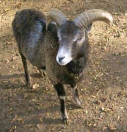 Mouflon de Corse