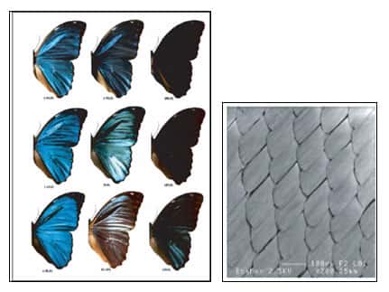  Les écailles des papillons sont à l'origine du procédé de réalisation des écrans plats iMoD. © <em>Iridescence, les couleurs physiques des insectes</em> de Serge Berthier, Springer France, Paris, 2003/Joseph Le Lannic – CMEBA – Université Rennes 1