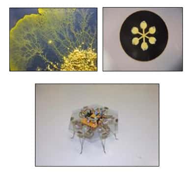 Le robot doté de <em>Physarum polycephalum, </em>un organisme vivant. © Soichiro Tsuda, <em>Kobe University</em>