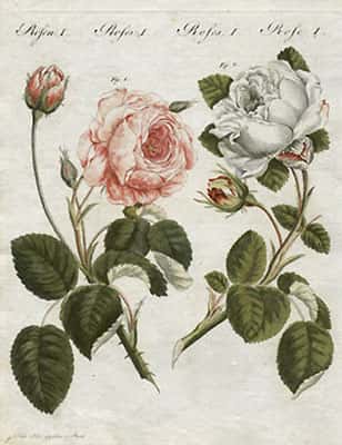 La rose <em>Rosa centifolia</em>. © DR