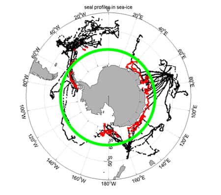 2004-2007 : 25.000 profils T/S obtenus en temps réel,<br />90 % des profils Coriolis disponibles (ligne verte) au sud de 60 °S<br />98 % des profils Coriolis obtenus dans la banquise (point rouges). © DR