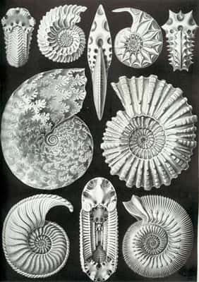 Gravure illustrant des ammonites, par Ernst Haecker, 1904. © Haeckel