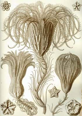 Crinoïdes, œuvre de Ernst Haeckel. © Haeckel