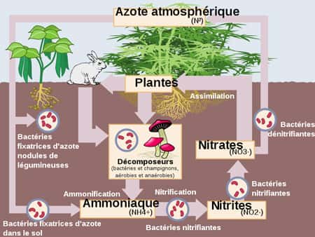 L'azote est assimilé par les plantes. © Ocal, Architetto Francesco Rollandin Danny Allen, Wikipédia