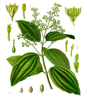 Illustration du cannelier. © <em>Koehler's Medicinal-Plants (published 1887, author died 1914)</em>